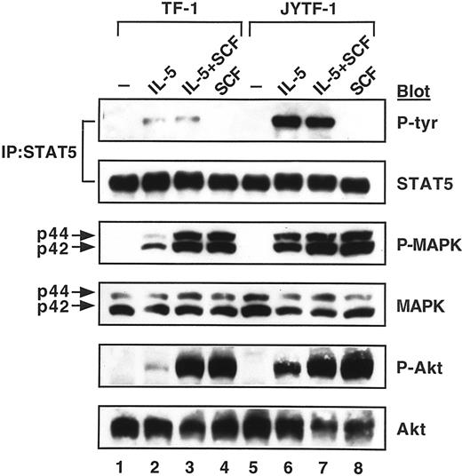 Fig. 4. Complementation effect of SCF costimulation on various signaling pathways. / TF-1 and JYTF-1 cells were treated as described in Figure 2B, except that cytokine stimulation was for only 5 minutes, and cell lysates were analyzed for the activation of STAT5, MAPK, and Akt molecules as described in Figure 3.