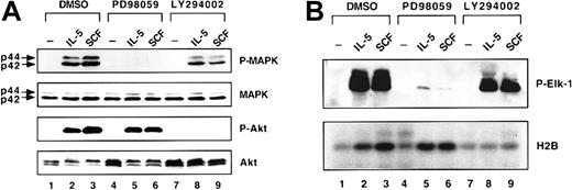 Fig. 6. Inhibition of cytokine-induced activation of MAPK and Akt by kinase inhibitors. / (A) Inhibition of phosphorylation of MAPK and Akt by kinase inhibitors. JYTF-1 cells were cytokine starved for 24 hours before treatment with PD98059 (lanes 4-6) or LY294002 (lanes 7-9). After 1-hour pretreatment with drugs, cytokines were added to the culture media for 5 minutes before cells were harvested. Cell lysates were prepared and subjected to Western blot analysis for the activation of MAPK and Akt as described in Figure 4. DMSO was used as the solvent and was included as a negative control (lanes 1-3). The same experiment was repeated twice and a representative result is shown here. (B) Inhibition of kinase activities of MAPK and Akt by inhibitors. JYTF-1 cells were treated as described in panel A and cell lysates were immunoprecipitated with anti-P-MAPK or Akt antibody. The immunoprecipitates were then subjected to in vitro kinase assay for both MAPK and Akt, as described in “Materials and methods.” The results of MAPK activity were visualized using an ECL system and the results of Akt activity are shown as an autoradiograph. P-Elk1 is the product of the kinase reaction of MAP kinase and H2B is the substrate of Akt kinase.