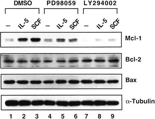 Fig. 7. Down-regulation of Mcl-1 expression by kinase inhibitors. / JYTF-1 cells were treated as described in Figure 6A and cell lysates were analyzed for the expression levels of Mcl-1, Bcl-2, and Bax, as described in Figure 1B. The expression level of α-tubulin protein is included as a loading control.