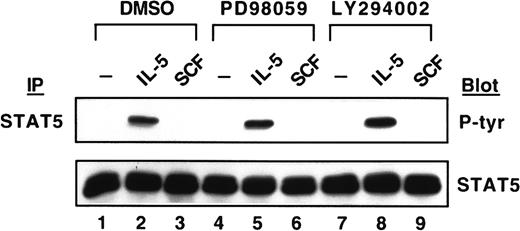 Fig. 8. No suppression on the tyrosine phosphorylation of STAT5 by the kinase inhibitors. / JYTF-1 cells were treated with PD98059 and LY294002 as described in Figure 6A. After stimulating with IL-5 or SCF, the tyrosine phosphorylation of the STAT5 protein was analyzed as described in Figure 3.