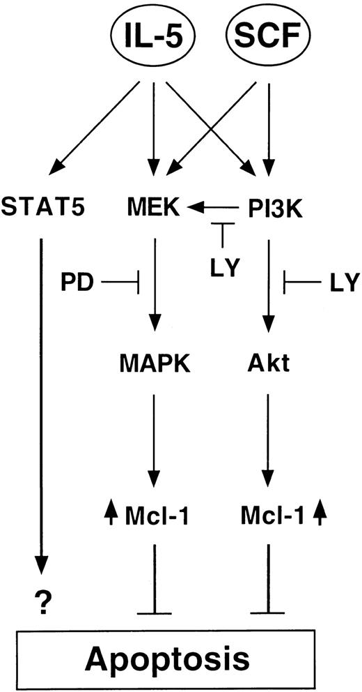 Fig. 9. Schematic presentation of the hypothetical role of Mcl-1 in IL-5 and SCF antiapoptotic signaling pathways. / LY indicates LY294002 and is the PI-3K inhibitor. PD indicates PD98059 and is the MEK inhibitor. Both MEK/MAPK and PI-3K/Akt pathways were shown to be essential for the antiapoptotic activity of cytokines IL-5 and SCF, which results in the induction of the antiapoptotic protein Mcl-1. An additional JAK/STAT5 pathway, which is insensitive to both inhibitors, is involved only in IL-5 signaling and may also contribute to the survival effect of IL-5. A PI-3K–dependent MEK activation pathway, which is sensitive to LY treatment, is also indicated.