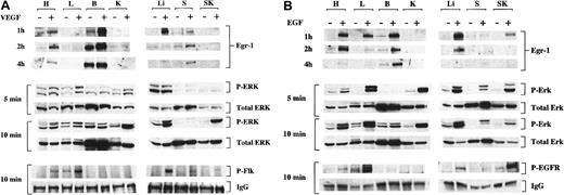 Fig. 2. Phosphorylation of EGF-R, Flk-1 and ERK1/2 and induction of Egr-1 protein after intraperitoneal injections of VEGF and EGF. / Mice received intraperitoneal injections of VEGF (A), EGF (B), or normal saline (A, B). Tissues were processed at 5 minutes, 10 minutes, or both for Western blot analysis of phosphorylated Flk-1 (P-Flk), EGF-R (P-EGFR), and ERK1/2 (P-ERK), as described in “Materials and methods.” Levels of phosphorylated ERK1/2 are compared with total ERK2 (total ERK), whereas levels of phosphorylated receptor are compared to IgG. A lower band that appears in some lanes of the P-EGF-R blot is nonspecific. Tissues were harvested from growth factor-treated mice at 1 hour, 2 hours, and 4 hours and were processed for Western blot analyses of Egr-1 in the heart (H), lung (L), brain (B), kidney (K), liver (Li), spleen (S), and skeletal muscle (SK). +, growth factor-treated mice; −, normal saline-treated mice.