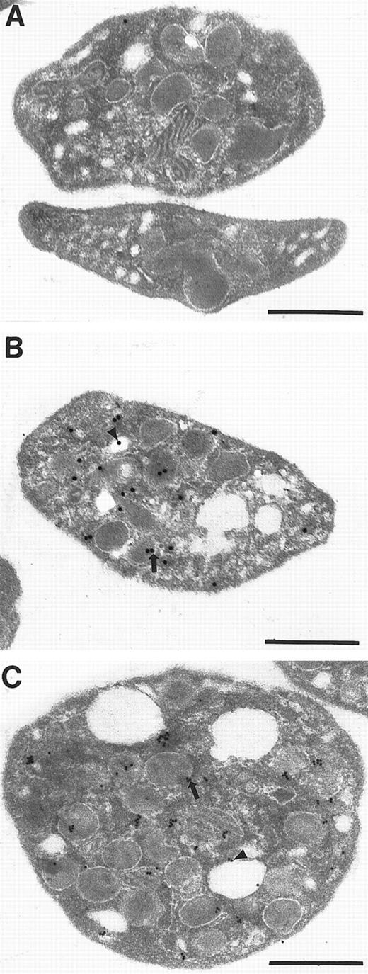 Fig. 5. Syntaxin 2 and syntaxin 4 localize to granules and OCS. / . For immunoelectron microscopy, platelets were fixed, dehydrated in a series of ethyl alcohols, and embedded in LR White resin. Samples were thin sectioned, incubated with primary antisyntaxin antibodies (panel B for syntaxin 2 and C for syntaxin 4) or a preimmune immunoglobulin fraction (panel A). The grids were then incubated with gold-conjugated goat antirabbit secondary antibodies 20 nm particle for syntaxin 2, 10 nm particle for syntaxin 4, and counterstained with uranyl acetate and lead citrate. Arrows indicate labeling of the granule. Arrowheads refer to gold particles found on the OCS. Bars equal 0.5 μm.