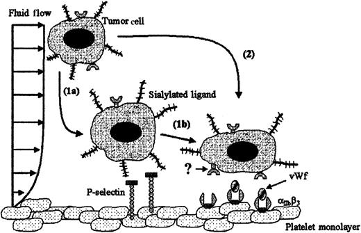 Fig. 7. Proposed model of adhesion of LS174T cells to surface-immobilized platelets under dynamic flow conditions via 2 distinct pathways. / (1a) Platelet P-selectin mediates LS174T cell tethering/rolling, and (1b) subsequent platelet αIIbβ3 involvement converts these transient interactions into stable adhesion. (2) Platelet αIIbβ3-integrins can directly capture and instantaneously stabilize free-flowing LS174T cells at low shear stress conditions. The sLex-bearing COLO205 cells follow the sequential cascade of adhesive interactions outlined in pathway 1, whereas the attachment of sLex-negative HCT-8 cells to platelets is described by pathway 2.