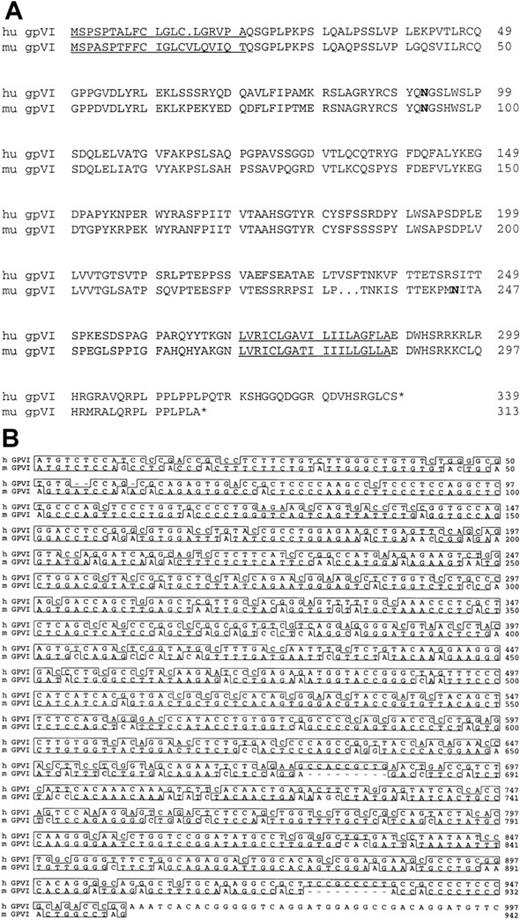 Fig. 1. Sequence alignment of human and mouse GPVI. / (A) The predicted signal peptides and transmembrane domains are underlined. Potential N-linked glycosylation sites are indicted in bold. The amino acid sequences of human and mouse GPVI share 64.4% identity. (B) The nucleotide sequences of human and mouse GPVI cDNA share 67.3% identity.