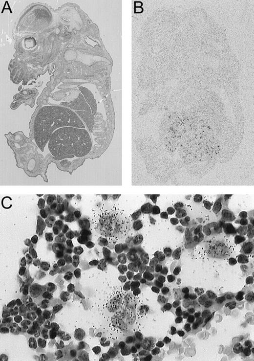 Fig. 3. Tissue expression mouse GPVI using ISH analysis. / (A) Day-12.5 mouse embryo stained with hematoxylin. (B) ISH of day-12.5 embryo using a GPVI probe. Hybridization is exclusively observed in the liver during embryogenesis. There was no signal seen with the sense probe (data not shown). High magnitude resolution shows that the only positive cell population corresponded to fetal megakaryocytes (data not shown). In adults, expression in the liver was no longer observed. (C) ISH of 6-week-old mouse femur with GPVI probe. Section shows expression restricted to megakaryocytes. Except for the spleen, there was no signal observed in any other adult tissues analyzed.