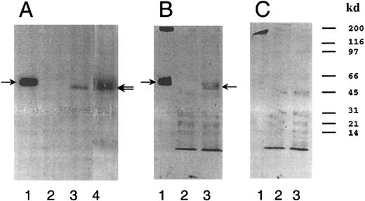 Fig. 4. Identification of the protein encoded by human GPVI cDNA. / Proteins from platelets (1) or proteins from CHO cells transfected with an empty vector (2), the same vector containing human T268 cDNA (3), or the same vector containing human megakaryocytes (4) were separated by SDS-PAGE and blotted on PVDF membranes. The membranes were incubated (A) with 125I-Cvx, (B) with patient polyclonal anti-GPVI IgG antibody alone,8 or (C) in the presence of 0.5 μmol/L cold Cvx. 125I-Cvx was revealed by autoradiography. Anti-GPVI IgG was detected with peroxidase-coupled protein A and enhanced chemiluminescence.