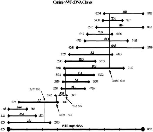 Fig. 1. Canine vWF cDNA clones. / Clones obtained by screening a λgt11 canine heart cDNA library are shown schematically with reference to the full-length cDNA. The 5′ and 3′ ends of the inserts are indicated, with base 1 the adenine of the initiator methionine. Bold lines represent clones obtained in a first round of screening using mixed human and canine vWF probes. A second round of screening was performed using 2 new canine probes consisting of the 5′ end of clone 1.2 and the 3′ end of clone 19.1. Thin lines represent clones from the rescreening. Clone 5G3 was obtained by PCR amplification across the only remaining gap, between bases 3049 and 3287, and is shown as a dashed line. Clones 2B1, 1.2, 5G3, 19.1, and 6B1 were linked as a full-length cDNA in a series of ligations to produce the construct pKVneo. Restriction site junctions are depicted as vertical lines.