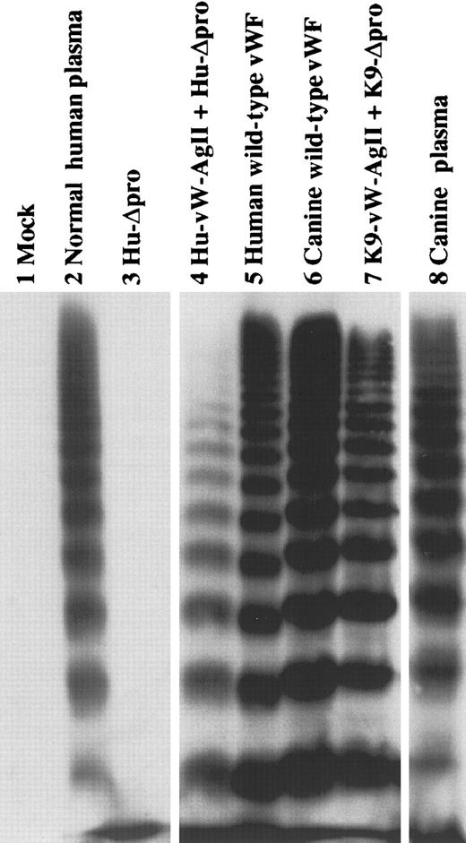 Fig. 3. Multimeric structure of expressed human and canine vWF. / Canine vWF has a multimer structure similar to that of human vWF. The multimeric structure of expressed vWF constructs was analyzed nonreduced on a 2% agarose–SDS gel. All samples were run on the same gel, and intervening (nonrelevant) lanes have been removed for clarity. The mock-transfected control is shown in lane 1. Normal human plasma vWF (lane 2) shows a full range of multimers, whereas human Δpro expressed alone did not form multimers (lane 3). Expression intrans with human vW AgII resulted in full multimerization (lane 4), similar to that expressed for human wild-type vWF (lane 5). Expressed canine wild-type vWF forms multimers (lane 6) similar to canine Δpro expressed in trans with canine vW AgII (lane 7). Canine plasma vWF is shown in lane 8.