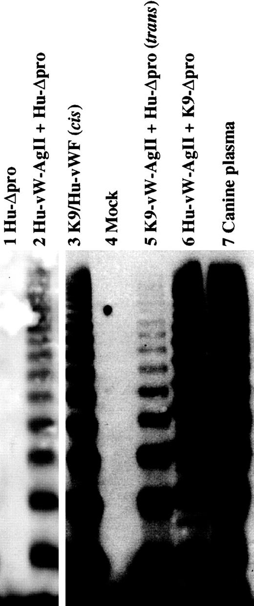 Fig. 6. Interspecies multimerization of vWF. / The interspecies multimerization of vWF was examined by expressing canine vW AgII in trans with human mature vWF and the converse and by analyzing the conditioned medium nonreduced on a 2% agarose–SDS gel. All samples were run on the same gel, and intervening (nonrelevant) lanes have been removed for clarity. The mock-transfected control is shown in lane 4. Human mature vWF expressed alone did not form multimers (lane 1), whereas expression in trans with human vW AgII resulted in multimerization (lane 2). The canine propeptide multimerizes human mature vWF when expressed in cis(lane 3) or trans (lane 5). Expression of the human propeptide in trans with canine mature vWF results in multimerized canine vWF (lane 6), similar to that found in canine plasma (lane 7).