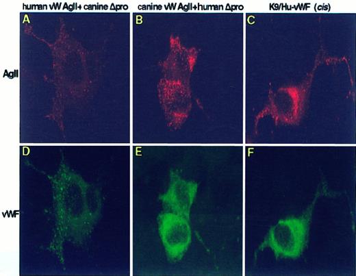 Fig. 7. Intracellular distribution of chimeric vWF species. / AtT-20 cells were transiently transfected with chimeric vWF constructs, immunostained, and examined by confocal laser scanning microscopy for intracellular distribution of vW AgII and vWF. (A-C) Cells stained for vW AgII. (D-F) vWF staining. The human propeptide expressed intrans with canine mature vWF resulted in granular storage of both human vW AgII and canine vWF (A and D). In contrast, expression of canine propeptide in trans with human mature vWF resulted in granular storage of only canine vW AgII (B). Canine vW AgII did not traffick human mature vWF to granular storage; only a cytoplasmic staining pattern was observed (E). This indicates that canine vW AgII does not have the necessary signal or conformation required for interaction with human mature vWF to sort it to storage. Similar results were obtained when canine vW AgII was expressed incis with human mature vWF, K9/Hu-vWF, as seen in C and F. The canine vW AgII was sorted to granular storage, whereas the human vWF displayed only a cytoplasmic staining pattern. This indicates that propeptide cleavage occurs before the formation of storage granules. Total magnification, 1410×.