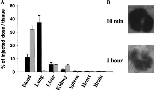 Fig. 2. Distribution of 125I-microparticles in WT mice. / (A) 125I-microparticles (▪) or125I-fibrinogen (░) were injected into WT mice via the tail vein. Blood was drawn 10 minutes later, and the major organs were harvested, washed, and counted for radioactivity. The mean plus or minus SD of 3 experiments, each performed in 3 mice, is shown. Data are expressed as the percentage of injected dose per organ. (B) The lungs were removed from WT mice 10 minutes and 1 hour after injection of125I-microparticles and were analyzed by autoradiography.