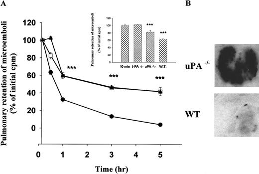 Fig. 4. Clearance of 125I-microemboli from the lungs of WT and PA-deficient mice. / (A) 125I-microparticles were injected via the tail vein into WT mice (●); uPA−/− mice (■); or tPA−/− mice (▴). At the indicated times, the lungs were harvested, washed, and counted for radioactivity. The data are expressed relative to the radioactivity in the lungs 10 minutes after injection. This latter value was the same in all 3 groups. The data represent the mean plus or minus SEM of 3 independent experiments each involving 4-5 mice per time point. Data from the uPA−/−and tPA−/− mice are essentially superimposable when averaged over this many animals and experiments. At some time points, the error bars for WT mice are not apparent because the deviation was too small to appreciate. The triple asterisk refers to time points where the difference between the outcome in the gene deletion and WT mice reaches a statistical significance with P < .001. The insert shows residual radioactivity in tPA−/−, uPA−/−, and WT mice at 30 minutes compared to 10-minute controls (n = 3). (B) Autoradiography of lungs from a WT or uPA−/− mouse 3 hours after injection of125I-microparticles.