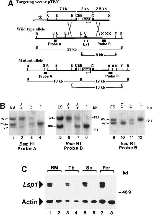 Fig. 1. Generation of. / Lsp1−/−mice. (A) Restriction maps of pTEX1 and of the exon 1-containing regions of the wt and mutantLsp1 alleles. Thick lines represent regions of homology between the vector and endogenous allele. Diagnostic BamHI and EcoRI fragments, which hybridize with probes A and B on genomic Southern blots, are indicated in kilobases. Neoindicates neomycin gene; tk, HSV-thymidine kinase gene; K,KpnI; E, EcoRI; C, ClaI; B,BamHI, X, XbaI; S, SstI (maps not drawn to scale). (B) Southern blot analysis of targeted ES cell DNA (lanes 1, 5, and 9) and of tail DNA from F2 littermates (lanes 2-4, 6-8, and 10-12). Hybridizing bands from the wt and mutant (mu) allele are indicated. Band x is a cross-hybridizing BamHI fragment that is also detected in wt ES cells (not shown). (C) Cell lysates (1 × 105 cell equivalents) from bone marrow (BM), thymus (Th), spleen (Sp), and peritoneal cavity (Per) of wt (odd numbered lanes) and Lsp1−/− (even numbered lanes) mice were analyzed using antimouse LSP1 serum or antiactin mAbs as described in “Materials and methods.” The positions of the markers in kilobases and kilodaltons are indicated on the right side of the panels in B and C, respectively.