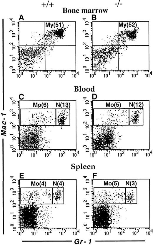 Fig. 2. Flow cytometric analysis of myeloid cells. / Single cell suspensions from the bone marrow (A,B), blood (C,D) and spleen (E,F) of wt (A,C,E) and Lsp1−/− (B,D,F) mice were stained with anti-Gr-1-FITC versus biotin-anti-Mac-1/streptavidin-PE. Cell populations corresponding to myeloid cells (My, Mac-1+Gr-1+); monocytes (Mo, Mac-1+Gr-1lo/−) and neutrophils (N, Mac-1+Gr-1hi) are indicated in boxes. Numbers in parentheses correspond to percentage of total cells.