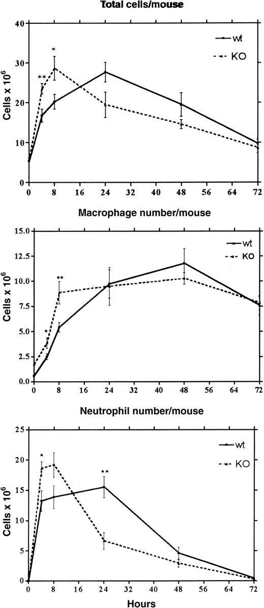 Fig. 7. Acute inflammatory response in wt and. / Lsp1−/− mice. Mean values (± 1 SEM) for the number of total cells, macrophages, and neutrophils per mouse at various times after TG injection were generated from the analysis of 6 to 10 mice of each genotype. Macrophage and neutrophil numbers were determined by differential counting from cytocentrifuged samples stained with May-Grunwald-Giemsa. For each specimen, 400 total cells were counted. (** P < .01; *P < .05)