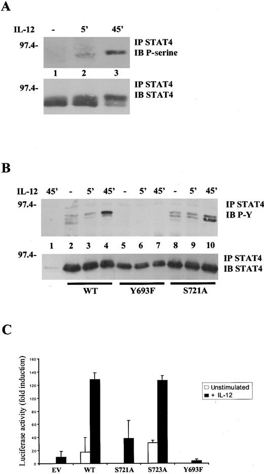 Fig. 1. Importance of tyrosine 693 and serine 721 phosphorylation for IL-12-induced STAT4 activation. / (A), IL-12 induces STAT4 serine phosphorylation. Lymphocytes purified from mouse spleens were activated with ConA for 48 hours. After serum starvation, cells were left unstimulated (−) or were restimulated with IL-12 for the times indicated. Lysates were immunoprecipitated (IP) with anti-STAT4 Ab, resolved by SDS/polyacrylamide gel electrophoresis (SDS/PAGE), transferred to membrane and blotted (IB) with antiphosphoserine 727 STAT3 Ab that also detects serine phosphorylated STAT4 (upper panel). The blot was stripped and reprobed with anti-STAT4, demonstrating equal levels of proteins (lower panel). (B), Tyrosine 693 and serine 721 are important sites of phosphorylation in STAT4. 293T cells were transfected with 0.5 μg pEFBOS-IL-12Rβ1 and 1.5 μg pEFBOS-IL-12Rβ2 alone (lane 1) or together with 0.5 μg wild-type STAT4 (lanes 2-4), STAT4 Y693F (lanes 5-7) or STAT4 S721A (lanes 8-10). Cells were left unstimulated (−) or were stimulated with IL-12 for the times indicated. Lysates were immunoprecipitated with anti-STAT4 Ab, resolved by SDS/PAGE and blotted sequentially with antiphosphotyrosine Ab (upper panel) and anti-STAT4 (lower panel). (C), Tyrosine 693 and serine 721 are important for IL-12–mediated, STAT4-dependent transcriptional activity. Jurkat T cells were transiently transfected with the p3xGAS-luc and the pCMV-β-galactosidase reporters and expression vectors encoding the human IL-12R subunits. Where indicated, cells were cotransfected with control vector (EV), wild-type STAT4, or mutated STAT4 constructs. Transfected cells were left untreated or were stimulated with IL-12 before lysis. Luciferase and β-galactosidase activities were measured as described in “Materials and methods.” The data represent luciferase activity normalized by the β-galactosidase activity present in each sample, expressed as fold induction relative to the control, and are the averages ± SD of triplicate samples from a typical experiment. Unstimulated, ■; +IL-12, ▪.