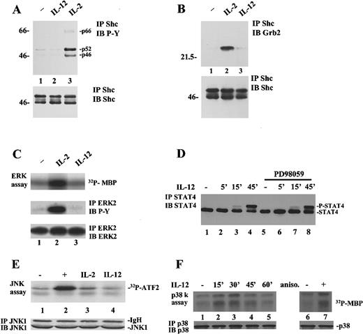 Fig. 2. IL-12 activates p38 but not ERKs or JNKs in T and NK3.3 cells. / (A), IL-2 but not IL-12 induces Shc phosphorylation. T cells were left unstimulated (lane 1) or were stimulated for 15 minutes with 10 ng/mL IL-12 (lane 2) or 2000 IU/mL IL-2 (lane 3). Lysates were immunoprecipitated with anti-Shc Ab, resolved by SDS/PAGE, transferred to membrane, and blotted with antiphosphotyrosine Ab (upper panel). The blot was stripped and reprobed with anti-Shc, demonstrating equal levels of proteins (lower panel). (B), IL-2 but not IL-12 induces Shc/Grb2 association. T cells were left unstimulated (lane 1) or were stimulated for 15 minutes with IL-2 (lane 2) or IL-12 (lane 3). Lysates were immunoprecipitated with anti-Shc Ab, resolved by SDS/PAGE, and blotted sequentially with anti-Grb2 (upper panel) and anti-Shc Ab (lower panel). (C), IL-2 but not IL-12 activates ERK2. T cells were left unstimulated (lane 1) or were stimulated for 15 minutes with IL-2 (lane 2) or IL-12 (lane 3). Lysates were immunoprecipitated with anti-ERK2 Ab and a kinase reaction was performed on the immunoprecipitates using MBP as a substrate (upper panel). Parallel samples were immunoprecipitated with anti-ERK2 and blotted with antiphosphotyrosine (middle panel) and anti-ERK2 Ab (lower panel). (D), A MEK inhibitor does not affect STAT4 serine phosphorylation. T cells were left unstimulated (lanes 1 and 5) or stimulated with IL-12 (lanes 2-4 and 6-8) for different periods. Cells in lanes 5 to 8 were pretreated with 100 μmol/L PD98059 for 30 minutes. Cell lysates were immunoprecipitated with anti-STAT4 Ab, resolved by SDS/PAGE, and blotted with anti-STAT4. (E), IL-12 does not activate JNK1. NK3.3 cells were left unstimulated (lane 1) or were stimulated with 10 μg/mL anisomycin (lane 2), IL-2 (lane 3), or IL-12 (lane 4). Lysates were immunoprecipitated with anti-JNK1 Ab. A kinase reaction was performed on the immunoprecipitates using GST-ATF2 as a substrate (upper panel). The filter was probed for JNK1 showing equal loading of the proteins (lower panel). (F), Activation of p38 by IL-12. NK3.3 cells were left unstimulated (lanes 1 and 6) or were stimulated with IL-12 for different periods (lanes 2-5) or with 10 μg/mL anisomycin for 15 minutes (lane 7). Lysates were immunoprecipitated with anti-p38 Ab. A kinase reaction was performed on the immunoprecipitates using MBP as a substrate (upper panel). The filter was probed for p38 showing equal loading of the proteins (lower panel).