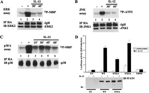 Fig. 3. IL-12 activates p38, but not ERKs or JNKs in non-lymphoid cells; serine 721 is important for IL-12-induced, STAT4-mediated transactivation in a heterologous system. / (A), IL-12 does not activate ERK2. NIH3T3 were transiently transfected with expression vectors encoding the human IL-12R subunits and pCDNA3-HA-ERK2. Cells were left unstimulated (lane 1) or were stimulated with serum (lane 2) or IL-12 for the times indicated (lanes 3 and 4). Lysates were immunoprecipitated with anti-HA Ab and a kinase reaction was performed on the immunoprecipitates using MBP as a substrate (upper panel). The filter was probed for ERK2 showing equal loading of the proteins (lower panel). (B), IL-12 does not activate JNK1. NIH3T3 were transiently transfected with expression vectors encoding the human IL-12R subunits and pCDNA3-HA-JNK1. Cells were left unstimulated (lane 1) or were stimulated with 10 μg/mL anisomycin (lane 2) or with IL-12 for the times indicated (lanes 3 and 4). Lysates were immunoprecipitated with anti-HA Ab. A kinase reaction was performed on the immunoprecipitates using GST-ATF2 as a substrate (upper panel). The filter was probed for JNK1 showing equal loading of the proteins (lower panel). (C), Activation of p38 by IL-12. NIH3T3 were transiently transfected with expression vectors encoding the human IL-12R subunits and pCEFL-HA-p38α. Cells were left unstimulated (lane 1) or were stimulated with 10 μg/mL anisomycin (lane 2) or with IL-12 for the times indicated (lanes 3-6). Lysates were immunoprecipitated with anti-HA Ab. A kinase reaction was performed on the immunoprecipitates using MBP as a substrate (upper panel). The filter was probed for p38 showing equal loading of the proteins (lower panel). (D), Importance of tyrosine 693 and serine 721 for IL-12–induced STAT4 transcriptional activity. NIH3T3 cells were transiently transfected with the p3xGAS-luc and the pCMV-β-galactosidase reporters together with expression vectors encoding the human IL-12R subunits. Where indicated, cells were cotransfected with control vector (EV), wild-type STAT4, or the mutated STAT4 constructs. The experiment was performed as described in Figure 1C. Unstimulated, ■; +IL-12, ▪. In the lower panel, 100 μg of the cell lysates, analyzed in the luciferase assay, were resolved by SDS/PAGE, transferred to membrane, and blotted with anti-STAT4 Ab.