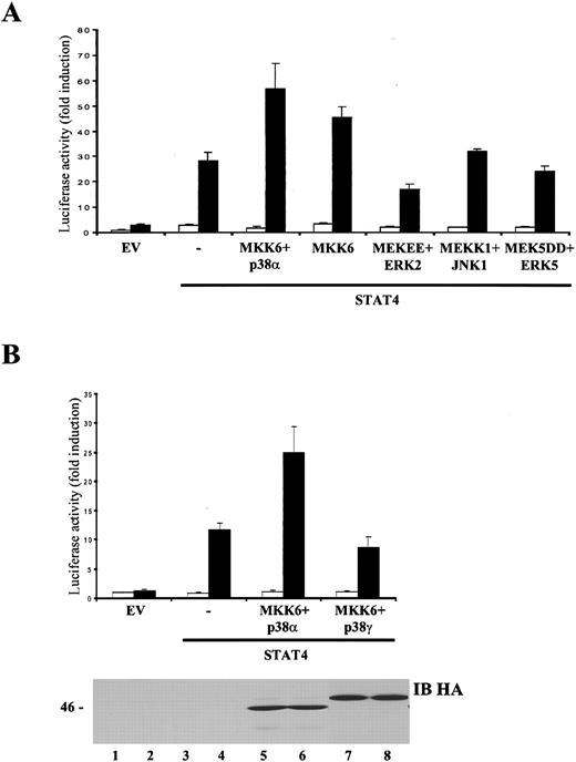 Fig. 4. p38α, but not other p38 isoforms or other kinases in the MAPK family, enhances STAT4 transcriptional activity. / (A), MKK6 and p38α selectively augment IL-12–dependent, STAT4-mediated transactivation. NIH3T3 cells were transiently transfected with the p3xGAS-luc and the pCMV-β-galactosidase reporters together with expression vectors encoding the human IL-12R subunits. Where indicated, cells were cotransfected with control vector (EV), wild-type STAT4, MKK6, p38α, MEKEE, ERK2, MEKK1, JNK1, MEK5DD, or ERK5. The experiment was performed as described in Figure 1C. Unstimulated, ■; +IL-12, ▪. (B), p38α, but not p38γ, enhances IL-12–dependent, STAT4-mediated transactivation. NIH3T3 cells were transiently transfected with the p3xGAS-luc and the pCMV-β-galactosidase reporters, together with expression vectors encoding the human IL-12R subunits. Where indicated, cells were cotransfected with control vector (EV), wild-type STAT4, MKK6, p38α, or p38γ. The experiment was performed as described in Figure 1C. In the lower panel, 100 μg of cell lysates, analyzed in the luciferase assay, were resolved by SDS/PAGE, transferred to membrane and blotted with anti-HA Ab to assure that the kinases were expressed at equal levels. Unstimulated, ■; +IL-12, ▪.
