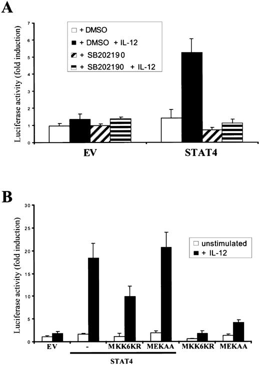 Fig. 5. A specific p38 inhibitor and a dominant negative MKK6 allele inhibit IL-12–induced STAT4 transcriptional activity. / (A), SB202190 inhibits IL-12–dependent, STAT4-mediated transactivation. NIH3T3 cells were transiently transfected with the p3xGAS-luc and the pCMV-β-galactosidase reporters, together with expression vectors encoding the human IL-12R subunits. Where indicated, cells were cotransfected with control vector (EV) or wild-type STAT4. As indicated, the cells were pretreated with DMSO or SB202190 for 1 hour before IL-12 stimulation. The experiment was performed as described in Figure 1C. (B), MKK6KR inhibits IL-12–dependent, STAT4-mediated transactivation. NIH3T3 cells were transiently transfected with 0.1 μg p3xGAS-luc reporter, along with 0.1 μg pCMV-β-galactosidase reporter, 0.1 μg pEFBOS-IL-12Rβ1, and 0.3 μg pEFBOS-IL-12Rβ2. Where indicated, cells were cotransfected with control vector (EV), 0.1 μg wild-type STAT4, 1.1 μg MKK6KR, or 0.5 μg MEKAA. The experiment was performed as described in Figure 1C.