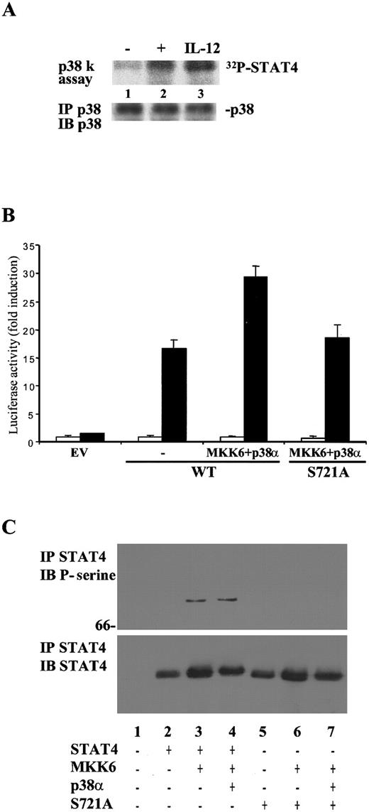 Fig. 6. p38α phosphorylates STAT4 on serine 721. / (A), IL-12–activated p38 phosphorylates the C-terminus of STAT4 in vitro. NK3.3 cells were left unstimulated (lane 1) or were stimulated with 10 μg/mL anisomycin (lane 2) or with IL-12 (lane 3). Lysates were immunoprecipitated with anti-p38 Ab. A kinase reaction was performed on the immunoprecipitates using GST-STAT4 as a substrate (upper panel). The filter was probed for p38 showing equal loading of the proteins (lower panel). (B), Mutation of serine 721 blunts the enhancement seen by overexpression of p38α/ MKK6. NIH3T3 cells were transiently transfected with the p3xGAS-luc and the pCMV-β-galactosidase reporters, together with expression vectors encoding the human IL-12R subunits. Where indicated, cells were cotransfected with control vector (EV), wild-type STAT4, STAT4 S721A, MKK6, or p38α. The experiment was performed as described in Figure1C. Unstimulated, ■; +IL-12, ▪. (C), Overexpression of MKK6 and p38α is sufficient to mediate STAT4 serine 721 phosphorylation. 293T cells were transiently transfected with control vector (lane 1) or as indicated. Lysates were immunoprecipitated with anti-STAT4 Ab, resolved by SDS/PAGE, transferred to membrane and blotted with antiphosphoserine 727 STAT3 Ab that also detects serine phosphorylated STAT4 (upper panel). The blot was stripped and reprobed with anti-STAT4, demonstrating equal levels of proteins (lower panel).
