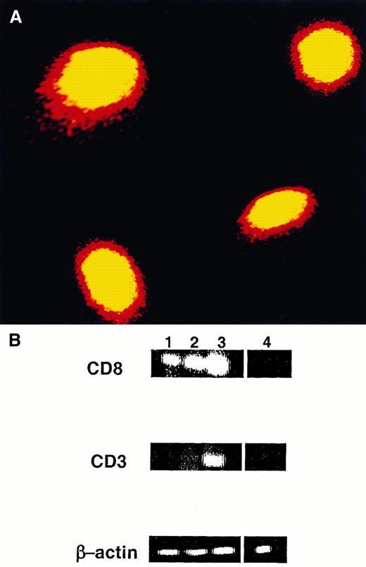 Fig. 2. Expression of CD8α protein and mRNA in migratory LC. / (A) DC were isolated from the draining LN 1 day after FITC painting and were stained with PE-conjugated CD8 antibody. FITC+CD8+ cells were purified using a cell sorter and were analyzed by confocal microscopy. Magnification, 60×. (B) FITC+CD8+CD11c+cells (lane 1), FITC−CD8+CD11c+ cells (lane 2), and FITC+CD8−CD11c+ cells (lane 4) were sorted to more than 90% purity from a DC-enriched population isolated from the draining LN of FITC-painted mice and were subjected to RT-PCR analysis. A suspension of total LN cells (lane 3) served as positive control. For all samples, synthesis of cDNA was controlled by RT-PCR using β-actin primers for 30 cycles. One of 3 experiments with identical results is shown.