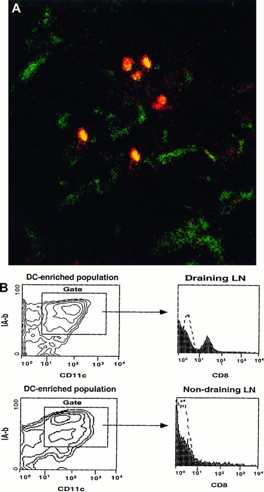 Fig. 4. BM-LC from wild-type mice express CD8 when they reach the LN of a CD8α knockout mouse. / (A) 3 × 106 sorted CD8−CD11c+IA-b+ BM-LC were injected subcutaneously into the footpad of a CD8α knockout mouse. Twenty-four hours later, the draining LN were harvested, sectioned, fixed in acetone, and stained with biotin-labeled anti-CD8 antibody followed by streptavidin–PE and FITC-conjugated anti-CD11c. Tissue was analyzed by confocal microscopy. CD8+ cells (red), which correspond to the injected BM-LC, coexpress CD11c (yellow). Magnification, 20×. (B) Contour plots show CD11c versus IA-b profiles of a DC-enriched population isolated from the draining and nondraining LN of a CD8α knockout mouse injected subcutaneously with BM-LC generated from wild-type CD8 mice. Histograms show the phenotypes of the CD11c+ IA-b+DC-enriched cells. Twenty-four hours after injection, DC expressing CD8 were detected in the draining LN, whereas no CD8+ cells were detected in the contralateral (nondraining) LN. Identical results were obtained in 2 separate experiments.