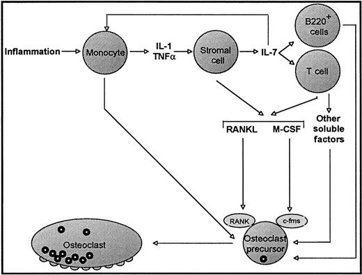 Fig. 7. Model for IL-7–mediated OC formation under conditions of inflammation. / Under inflammatory conditions, increased production of the inflammatory cytokines IL-1 and TNFα leads to production of IL-7 from bone marrow stromal cells and osteoblasts. IL-7 is also known to feedback on monocytes, inducing further IL-1 and TNFα secretion.21The effects of increased IL-7 production are 2-fold. First, increased IL-7 results in induction of B-lymphopoiesis and an increase in the number of B220+ pre-B cells, a population reported to be capable of acting as OC precursors.14 Second, IL-7 has direct effects on T cells, resulting in the production of the osteoclastogenic cytokines M-CSF and RANKL, as well as other unidentified osteoclastogenic factors. Thus, a combination of an increased OC precursor pool, along with the production of osteoclastogenic cytokines by T cells, leads to the enhanced OC production and increased bone resorption characteristic inflammatory processes such as rheumatoid arthritis and periodontitis.