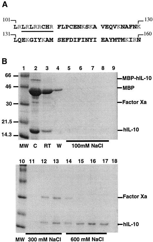 Fig. 1. Binding of hIL-10 to heparin agarose. / (A) Amino acid sequence of the C-terminus of human IL-10. Basic residues appear in gray. The sequence −LRRCHR-(105-110), which is similar to one consensus site, XBBXBX (where B represents a cationic lysine, arginine, or histidine residue and X represents a hydropathic residue) and is described by several investigators1618-20in GAG-binding proteins, is underlined. The sequence is taken from Moore et al13 and Vieira et al.14 (B) High-affinity binding of hIL-10 to heparin. Factor Xa-cleaved products were loaded onto a heparin–agarose column, and the binding of hIL-10 was analyzed on SDS-PAGE (14%) and visualized with Coomassie blue staining. Lanes 1 and 10, molecular weight markers in kd; lane 2, factor Xa-cleaved products before loading onto the heparin column (C); lane 3, run through from the column (RT); lane 4, wash from the column (W); lanes 5 to 8, eluate after 100 mmol/L NaCl; lanes 9 and 11 to 13, eluate after 300 mmol/L NaCl; lanes 14 to 17, elute after 600 mmol/L NaCl; lane 18, elute after 1 mol/L NaCl. MBP–hIL-10 fusion protein, MBP, factor Xa, and hIL-10 are indicated.