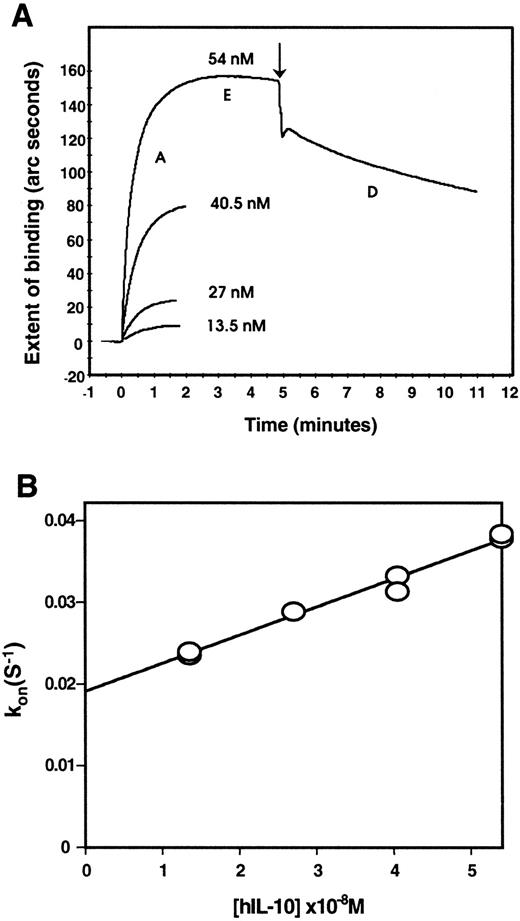 Fig. 2. Kinetics of hIL-10 binding to immobilized heparin. / (A) Association and dissociation curves of hIL-10 binding to immobilized biotinylated albumin–heparin. The binding of hIL-10 (13.5-54 nmol/L) was followed in the biosensor until a plateau was reached; after washing, the resultant dissociation was followed (arrow indicates initiation of dissociation). The binding response in response units (arc seconds) was recorded as a function of time and showed the association phase (A), the equilibrium (E), and the dissociation phase (D). Three separate sets of binding reactions were performed in duplicate for each hIL-10 concentration, of which one is illustrated (top panel). Association profiles are shown for all 4 concentrations, whereas only the dissociation profile for the highest concentration is shown for clarity. (B) Plot of the observed on rate (kon) values against hIL-10 concentration yields a straight line (r = 0.991). The slope of the line corresponds to the association rate constant, ka(3.44 ± 0.19 × 105 mol/L−1S−1). The dissociation rate constant,kd (0.019 ± 0.001 S−1) is given by the intercept. In this specific example, the resultantKd is 54 ± 7 nmol/L.