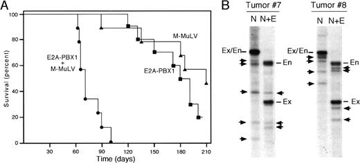 Fig. 1. Neonatal MMuLV infection accelerates development of thymic lymphomas in. / E2A-PBX1 transgenic mice. (A) The survival for a cohort (n = 10) of E2A-PBX1 mice is compared with that for transgenic (n = 9) and nontransgenic (n = 10) littermates injected neonatally with MMuLV. Deaths were the result of malignant lymphoma confirmed by histologic examination. (B) DNA isolated from lymphomas was analyzed by Southern blot analysis using a probe specific for the MMuLV LTR. DNA was digested with NheI (N), which cuts in the U3 region of the proviral LTR, and EcoRI, which bisects the provirus (N+E). Using these conditions, proviral DNAs were detected as 2 bands, a common one of 2 kb containing a portion of the MMuLV genome and 5′ LTR, as well as a second band of unique size containing the 3′ LTR and flanking mouse genomic DNA. Clonal LTR integrations are indicated by arrows. En, endogenous cross-hybridizing retroviral genome. Ex, fragment of exogenous viral genomes containing 5′ LTR released by double enzyme digestion.