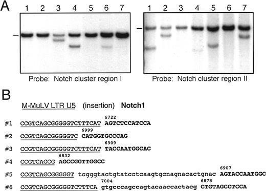 Fig. 2. Proviral insertions in accelerated tumors of. / E2A-PBX1 mice frequently target theNotch1 gene with a predilection for its 3′ exonic sequences. (A) Southern blot analyses of tumor DNAs using probes specific for cluster regions I (left panel) or II (right panel) in theNotch1 gene. Analysis for cluster region I used aNotch1 cDNA fragment spanning nucleotides 3851-4861 onEcoRV-digested DNA. Rearrangements affecting cluster region II were detected with a 0.9-kb fragment of Notch1 cDNA (nucleotides 7053-7957) on DNA digested with KpnI. Dashes indicate migrations of germline Notch1 DNA fragments. All other bands correspond to clonally rearranged Notch1 genes. (B) Nucleotide sequences are shown for junctions of LTR and genomic DNA at proviral integration sites in tumors. Sequences homologous to the U5 portion of the 3′ LTR are underlined; Notch1 exonic sequences are in bold and numbers indicate corresponding nucleotide position of the Notch1 open reading frame. Nucleotide insertions observed in 2 of the cases are shown in lower case.