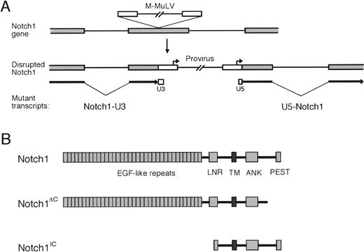 Fig. 3. Effects of MMuLV insertions on the. / Notch1 gene, transcripts, and protein products.(A) Disruption of Notch1 exonic sequences by the MMuLV proviral genome is shown schematically. Structures of mutatedNotch1 transcripts that could potentially result from integration into Notch1 exons are shown below. (B) Predicted Notch1 protein products resulting from 2 types of retroviral insertions in thymic lymphomas are compared with wild-type Notch1. Notch 3′ deletions remove all of PEST domain and varying portions of the transactivation domain reported by Kurooka et al.42