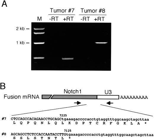 Fig. 4. Expression of mutated. / Notch1 gene products. (A) RT-PCR was performed on RNA isolated from 2 tumors harboring 3′ proviral insertions in theNotch1 gene. Amplification products were only obtained if reverse transcriptase was present in the cDNA synthesis reactions (+RT). (B) Partial nucleotide sequences obtained on the RT-PCR products in panel A span the junctions of Notch1 and LTR U3 segments of the fusion transcripts as shown schematically above. Numbers indicate the Notch1 nucleotide at the site of fusion and are based on the sequence of the wild-type Notch1cDNA.
