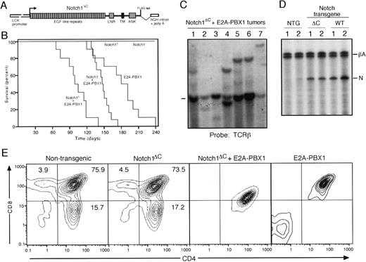 Fig. 5. Accelerated tumorigenesis in. / Notch1ΔC/E2A-PBX1double transgenic mice. (A) Schematic illustration of the transgene construct consisting of aNotch1ΔC cDNA under control of theLCK proximal promoter. (B) The survival for cohorts ofNotch1ΔC/E2A-PBX1 (n = 10) orNotch1/E2A-PBX1 (n = 12) double transgenic mice is compared with that for littermates that are singly transgenic for either E2A-PBX1 (n = 10), Notch1 (n = 10), orNotch1ΔC (n = 10). Deaths were the result of malignant lymphoma confirmed by histologic examination. (C) Southern blot analysis of T-cell receptor gene rearrangements in lymphomas. Dash indicates migration of germline bands. (D) Quantitative RT-PCR analysis of transgene RNA expressed in thymi from wild-type and transgenic mice identified at the top of the gel lanes. Products derived from β-actin control and Notch transgenes are indicated to the right. (E) FACS analysis of CD4 and CD8 expression in thymocytes of 12-week-old wild-type, Notch1ΔC or E2A-PBX1single transgenic and Notch1ΔC/E2A-PBX1 double transgenic mice.
