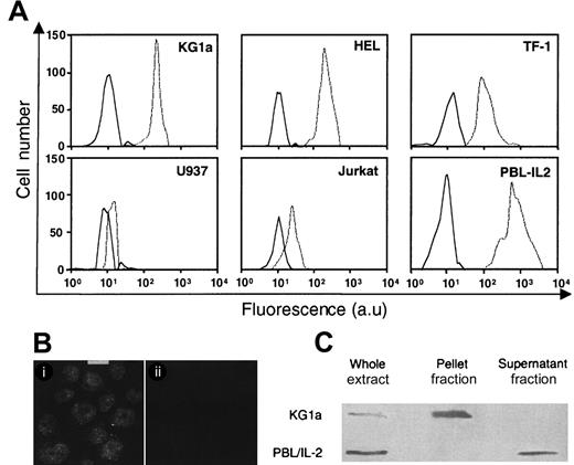 Fig. 1. GrB expression in leukemic cell lines. / (A) Flow cytometry analysis of GrB expression as determined on KG1a, HEL, TF-1, U937, Jurkat, and activated peripheral blood lymphocytes (PBL-IL2). GrB expression in PBL-IL2 was assessed as positive control. Experiments were performed by using flow cytometry with specific anti-GrB (dotted line). Each histogram is representative of 4 to 6 different experiments. Irrelevant isotopic murine monoclonal antibody (MoAb) (black line) was used as internal control (au: arbitrary units). (B) Subcellular distribution of GrB in KG1a cells. Localization of GrB in KG1a cells was performed by confocal analysis using specific anti-GrB (i) or irrelevant isotopic murine MoAb (ii) (bar: 5 μm). (C) GrB in nuclear (pellet fraction) and cytoplasmic (supernatant fraction) lysates in KG1a cells. Western blot analysis of nuclear and cytoplasmic fractions from KG1a was performed by using MoAb-detecting GrB (32 kDa; diluted 1/200). For each lane, the nuclear and cytoplasmic lysates were loaded with the same number of cell equivalents.