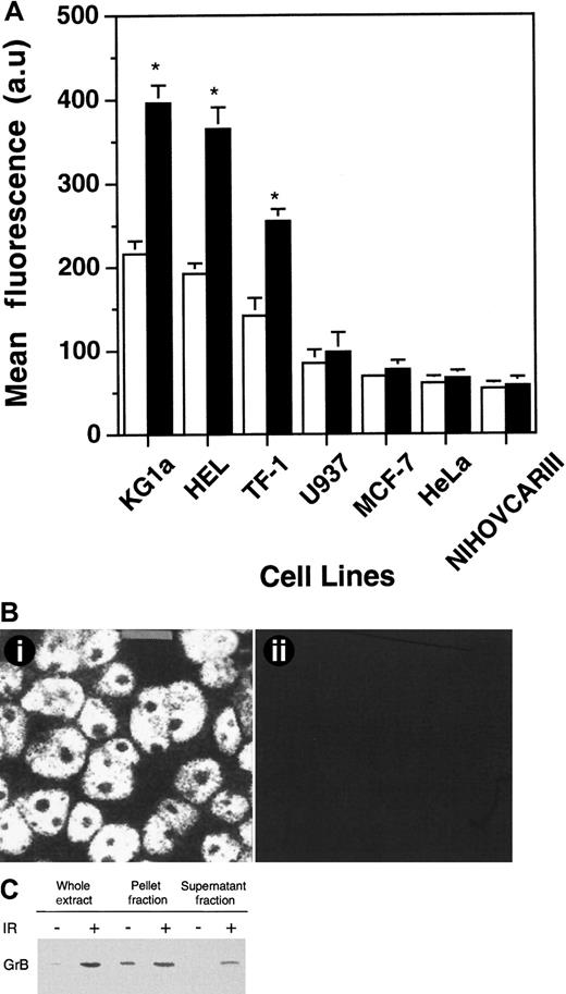 Fig. 2. IR-induced GrB expression. / (A) Flow cytometry analysis of IR-induced GrB expression as determined on KG1a, HEL, TF-1, U937, MCF-7, HeLa, and NIHOVCARIII cell lines. Experiments were performed by using flow cytometry with specific anti-GrB MoAb on cells irradiated (black histograms) or not (white histograms). Each histogram is the mean of five different experiments and is expressed relative to nonirradiated cells.*P < .05 (au: arbitrary units). (B) IR-induced subcellular redistribution of GrB in KG1a cells. Localization of GrB after irradiation in KG1a cells was performed by confocal analysis using specific anti-GrB (i) or irrelevant isotopic murine MoAb (ii) (bar: 5 μm). (C) IR-induced GrB expression in nuclear (pellet fraction) and cytoplasmic (supernatant fraction) lysates in KG1a cells. Western blot analysis of nuclear and cytoplasmic fractions from KG1a was performed using MoAb-detecting GrB (32 kDa; diluted 1/200). For each lane, the nuclear and cytoplasmic lysates were loaded with the same number of cell equivalents.