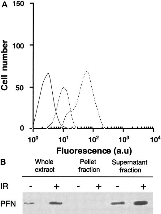 Fig. 3. IR-induced PFN expression in KG1a cells. / (A) Flow cytometry analysis of IR-induced PFN expression as determined on KG1a cells. Experiments were performed by flow cytometry with specific anti-PFN on KG1a irradiated (dashed line), or not (dotted line). Each histogram is representative of four different experiments. Irrelevant isotopic murine MoAb (black line) was used as internal control (au: arbitrary units). (B) IR-induced PFN expression in nuclear (pellet fraction) and cytoplasmic (supernatant fraction) lysates in KG1a cells. Western blot analysis of nuclear and cytoplasmic fractions from KG1a was performed using MoAb-detecting PFN (65 kDa; diluted 1/200). For each lane, the nuclear and cytoplasmic lysates were loaded with the same number of cell equivalents.