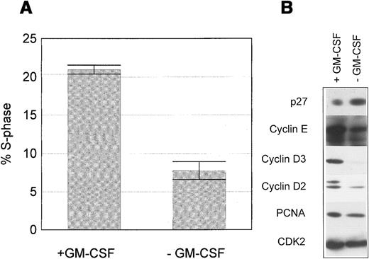 Fig. 1. Growth factor withdrawal induces p27 in M07 cells. / M07 cells were cultured for 18 hours with or without GM-CSF. (A) Proportion of S-phase cells in the presence or absence of GM-CSF. Data represent the mean ± SE of 3 independent examinations. (B) Relative changes in expression levels of p27, cyclin D2, cyclin D3, cyclin E, CDK2, and PCNA after growth factor withdrawal for 18 hours. Lysates were prepared and subjected to Western blot analysis using anti-p27, anticyclin D3, anticyclin E, anticyclin D2, anti-PCNA, and anti-CDK2 antibodies. Data shown are representative of at least 5 independent examinations.