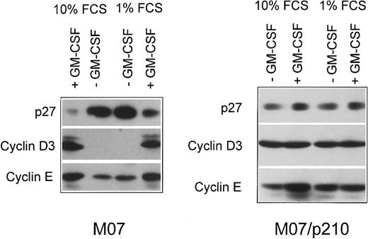 Fig. 3. Bcr-Abl prevents the up-regulation of p27 after serum reduction. / M07 and M07/p210 cells were cultured with either 10% or 1% serum content in the presence or absence of GM-CSF. After 42 hours, cell lysates were prepared and analyzed by Western blot analysis.