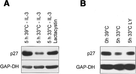 Fig. 7. Bcr-Abl targets p27 to proteasomal degradation via both PI3K dependent and independent mechanism. / Western blot of total cell lysates from Ba/F3 cells expressing the temperature sensitive Bcr-Abl. (A) Cells were cultivated without growth factor for 5 hours either at the nonpermissive temperature (39°C) or at the permissive temperature (33°C) in the presence or absence of 10 μmol/L Lactacystin after incubation at 39°C without IL-3 for 14 hours. (B) Cells were incubated at 39°C in the absence of IL-3 for 14 hours (0 hour 39°C), followed by an incubation for 5 hours at the permissive temperature 33°C in the absence (5 hours 33°C) or presence of 5 μmol/L LY294002 (5 hours 33°C LY).