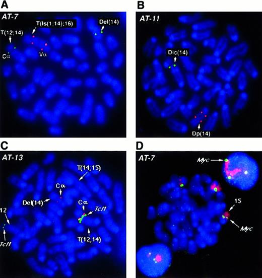 Fig. 2. FISH analysis of. / Tcrα/δ, Tcl1 and c-myc genes inAtm−/− lymphomas. (A, B) FISH analysis of the Tcrα/δ locus on mouse chromosome 14 with BAC probes to constant region alpha (TcrCα) and variable region alpha (TcrVα). TcrCα signals are shown in green and the TcrVα signal in red for all panels A-D as depicted in D. Chromosomes and DNA are counterstained with DAPI (blue). Structural aberrations were identified by SKY (not shown). At least 10 nuclei were examined and the presence of the same pattern of FISH signals was confirmed in the majority of nuclei. Representative metaphase nuclei are shown for tumors AT-7 (A) and AT-11 (B). (C) FISH analysis of AT-13 with BAC probes to the T-cell receptor constant region TcrCα (red) and the Tcl1 locus (green).TcrCα on chromosome 14 is translocated into the vicinity of the Tcl1 gene on chromosome 12 (T12;14). TheTcl1 locus appears to be amplified compared with the second FISH signal on a normal chromosome 12 allele. One allele of chromosome 14 with the second TcrCα has undergone deletion of theTcrVα region (Del(14); Table 1). The second allele of chromosome 14, T(14;15), has lost the TcrCα region and therefore shows no hybridization signal. Chromosomes are counterstained with DAPI (blue). (D) FISH analysis of chromosome 15 and thec-myc locus in thymic lymphoma AT-7. The AT-7 lymphoma has gained an extra copy of chromosome 15 (chromosome painted in red), along with an additional copy of the c-myc allele (green). Note the 3 c-myc FISH signals captured in the interphase nuclei above and below the metaphase plate. Chromosomes and DNA are counterstained with DAPI (blue).