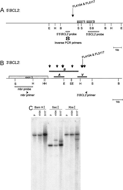 Fig. 2. 5′-. / BCL2 and 3′-BCL2 breakpoint regions. The breakpoints of FL4104 and FL5117 are indicated in the (A) 5′-BCL2 and (B) 3′-BCL2breakpoint regions. The BamHI, EcoRI,HindIII, and SacI restriction sites are indicated with B, E, H, and S, respectively, according to published maps.1035 (A) The position of the 5′-5′-BCL2 probe, the 5′-BCL2 probe, and the primers used for inverse PCR cloning of the 5′-BCL2/3′-BCL2 junction. (B) The position of the mbr probe and primers used for long-distance PCR of the novel 3′-BCL2 region. Short arrows indicate t(14;18) breakpoints reported by Akasaka et al.10 Dark gray bars indicate the regions sequenced by us (bar V), by Akasaka et al10 (bar A), and by Buchonnet et al (GenBank AF217803) (bar B). The position of our sequence relative to the restriction map was based on the distance from the mbr as determined by the long-range PCR, the overlap with the sequence published by Buchonnet et al, and the presence of aHindIII site. (C)The Southern blot results obtained after digestion of DNA obtained from both lymphomas and control placenta (p) with BamHI, SacI, and XbaI and after hybridization with the BCL2 mbr probe. The localization of theBamHI and SacI restriction sites, as well as the position of the BCL2 mbr probe, is shown in panel B. No rearranged bands were seen in the BamHI digests, but 2 and 1 rearranged bands, respectively, were seen in the SacI andXba1 digests.