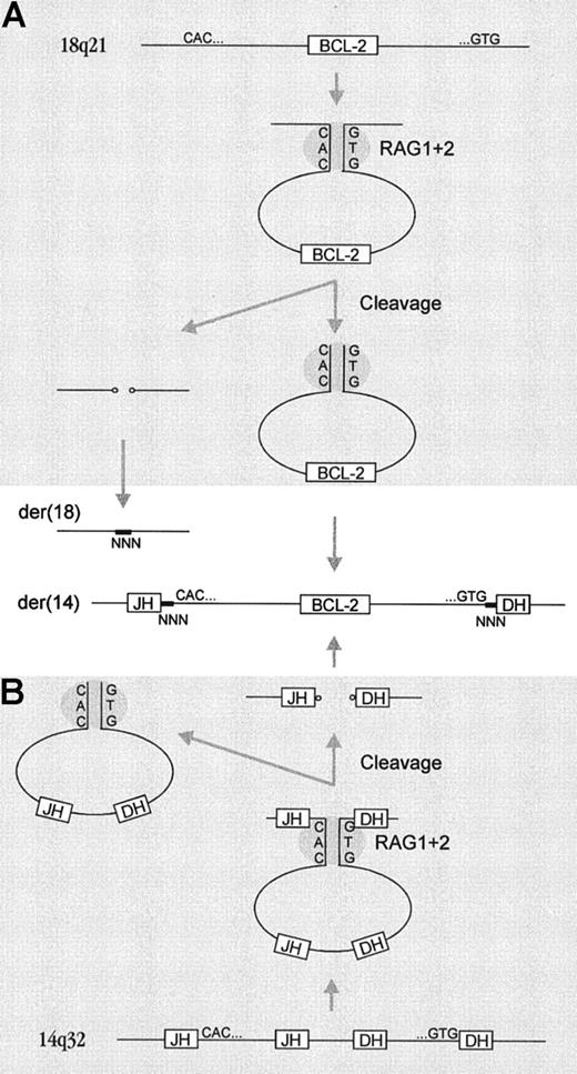 Fig. 4. Mechanism for insertion of the. / BCL2 gene into the IGHlocus. (A) Cryptic RSSs at both sides of the BCL2 gene form a synaptic complex followed by excision of the BCL2gene. The hairpin ends of the remaining 18q21 locus are opened, processed, and ligated. (B) At the 14q32/IGH locus, excision of DH and JH sequences takes place, but without ligation of the coding ends. The coding end hairpins are opened and processed, and they finally form hybrid joints with the excised BCL2 gene. The hairpins are indicated with small circles; N-nucleotide insertions are indicated with thick lines and “NNN”; and RSSs are symbolized by CAC for forward or GTG for reverse.