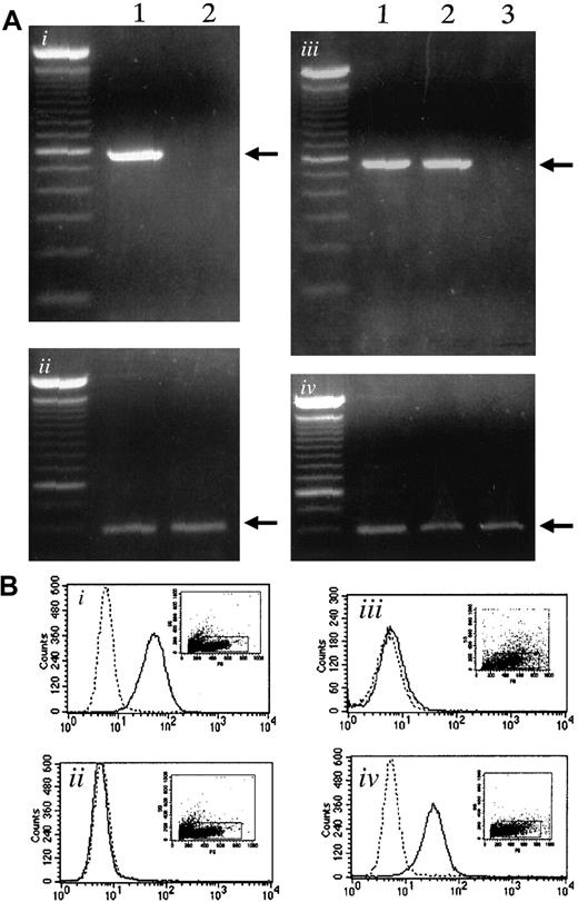 Fig. 1. Expression of α4-integrin and VCAM-1 in 5TGM1 myeloma cells and in stromal cells. / (Ai) Expression of α4-integrin determined by RT-PCR. Lane 1, 5TGM1 myeloma cells; lane 2, ST2 stromal cells. (Aii), GAPDH as control. (Aiii) Expression of VCAM-1 mRNA determined by RT-PCR. Lane 1, ST2 mouse bone marrow stromal cells; lane 2, primary mouse bone marrow stromal cells; lane 3, 5TGM1 myeloma cells. (Aiv), GAPDH as control. (B) Flow cytometric analysis of VCAM-1 (Bi,Biii) and α4-integrin (Bii,Biv) expression on the cell surface of ST2 bone marrow cells (Bi,Bii) and 5TGM1 myeloma cells (Biii,Biv). Solid line indicates anti–VCAM-1 antibody (Bi,Biii), anti-α4-integrin antibody (Bii,Biv); dotted line, no primary antibody. Analysis was conducted as described in text.