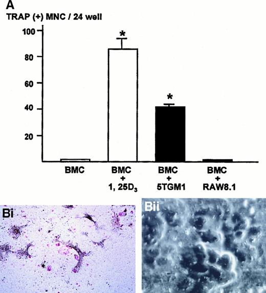 Fig. 3. Number of TRAP-positive multinucleated osteoclasts formed in the co-cultures of 5TGM1 myeloma cells and primary mouse bone marrow cells. / (A) 5TGM1 cells (1 × 103) were plated together with primary mouse bone marrow cells (BMC, 1 × 106) in 48-well plates, and cultured for 6 days. Cells were fixed and stained for TRAP activity as described in text. TRAP-positive cells with more than 3 nuclei were manually counted under a microscope as described.2426 Data are expressed as mean ± SE (n = 6). *Significantly different from BMC alone (P < .01). (Bi) Double staining for TRAP and VCAM-1 of the co-cultures. Note that TRAP-positive large multinucleated osteoclasts (red) were surrounded by fibroblast-like VCAM-1–positive cells (black), which are most likely stromal cells. 5TGM1 myeloma cells were washed away during processing for staining. (Bii) Pit formation on dentine slices by TRAP-positive multinucleated osteoclasts formed in the co-culture. Co-culture was carried out on sperm whale dentine slices. After 6 days of culture, these dentine slices were fixed and examined by scanning electron microscopy for resorption pit formation as described.2425