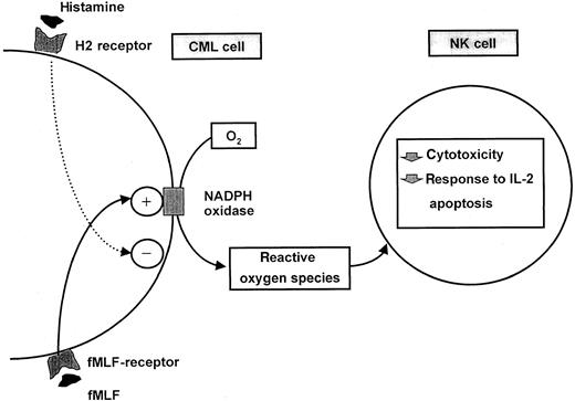 Fig. 8. Schematic description of an interaction between ROS-generating CML cells and NK-cells and its regulation by histamine.