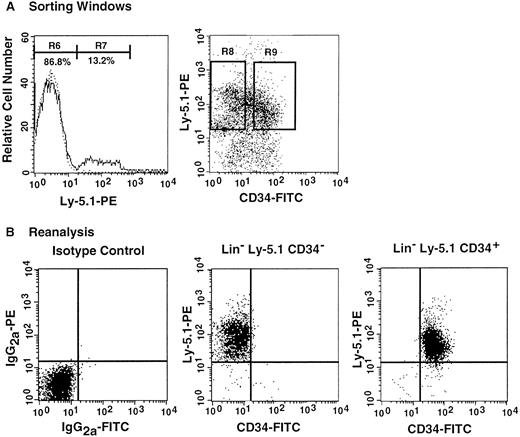 Fig. 5. Analysis, sorting windows, and purities of Lin− marrow cells from primary recipients at 8 months posttransplantation. / The primary recipients were the 7 mice presented in Figure 4 that had been transplanted with CD34+ G-CSF–mobilized cells. (A) Dotted and solid lines represent cells stained with isotype-matched immunoglobulin and Ly-5.1-specific antibody, respectively. A total of 13.2% of the Lin− marrow cells of the primary recipients were donor-derived (Ly-5.1) cells. R8 and R9 describe sorting regions used for preparation of Ly-5.1 CD34− and Ly-5.1 CD34+ cells to be transplanted into secondary recipients. The ratio of the cells in R8 to R9 was approximately 1:1. (B) Results of analysis of the purity of the sorted Ly-5.1 CD34− and Ly-5.1 CD34+ bone marrow cells.