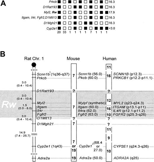 Fig. 1. Genotyping results and comparative mapping of. / Rw in rat, mouse, and human. (A) Haplotypes and their respective frequencies. Black boxes represent WAS-derived alleles, white boxes a combination of the wild-derived allele with a WAS allele. Haplotype frequencies are given underneath each column (n = 67). LOD scores are presented on the right panel. (B) The distal q-arm of rat Chr 1 containing Rw, and its orthologs in mouse and human. The map interval containing Rw is shaded in gray. In the rat, map distances and their corresponding 95% CI are given in cM. The centromere is depicted as a black circle, and broken double lines separate linkage groups. In the mouse, chromosomal assignments are noted in boldface, and locus positions are given in cM (in brackets). In humans, chromosomal assignments are denoted as above, but locus positions are as in the cytogenetic human genome map.1 indicates allelic heterogeneity between laboratory and wild strain;2, conflicting information on chromosomal location of Cyp2e1, see references 8 and 9.